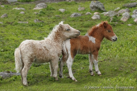 Shetland