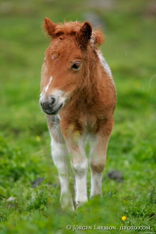 Shetland