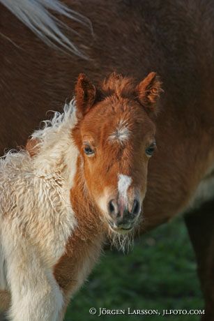 Shetland