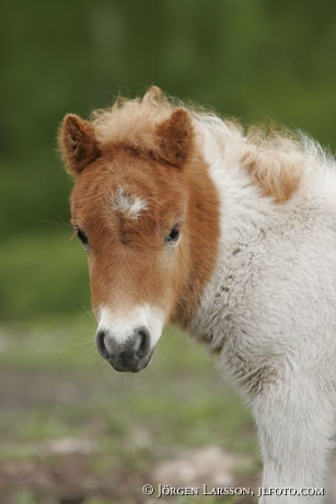 Shetland