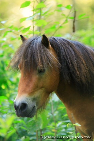 Shetland