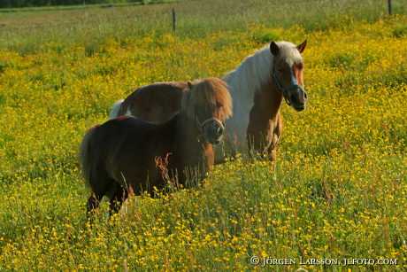 Pony