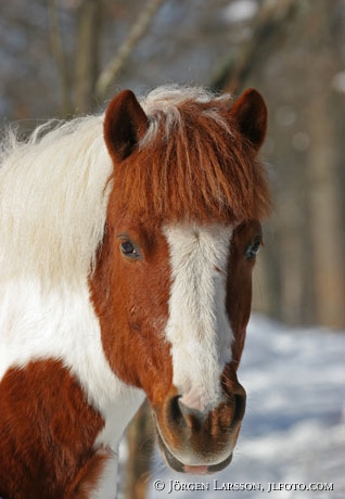 Iceland pony