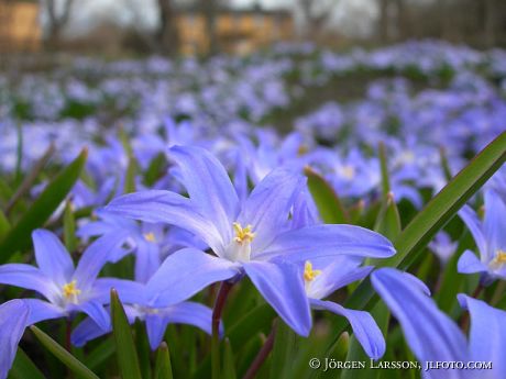 Springflowers