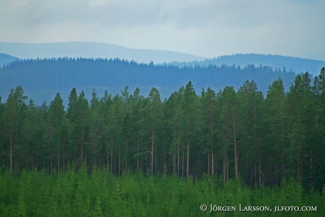 Forrest Mountains Harjedalen Sweden