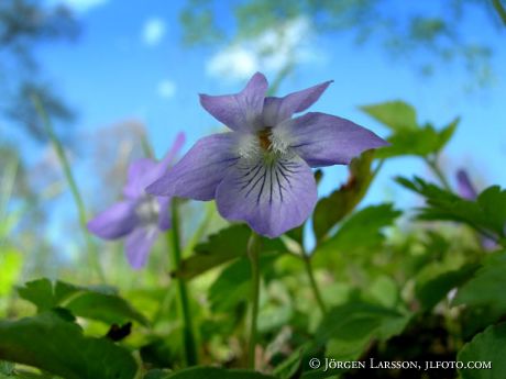 Viola canina