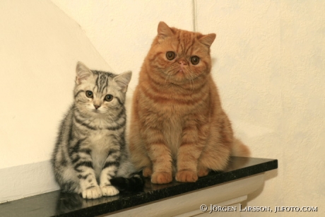 British shorthair and Exotic