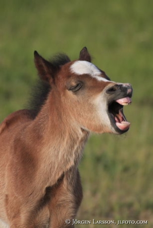 Foal Skane Sweden