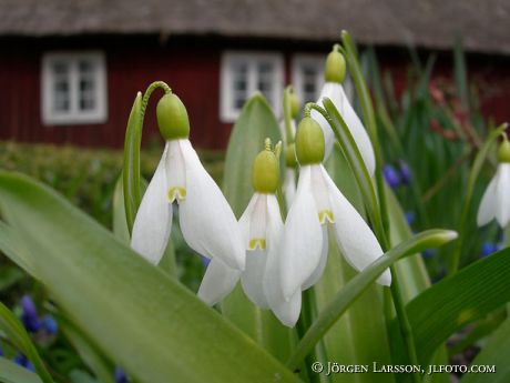 flowers spring