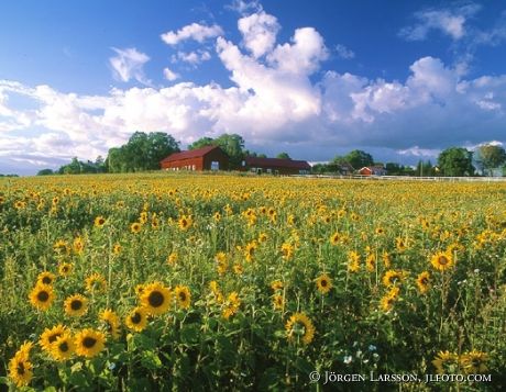 Sunflowers Lastringe Sodermanland