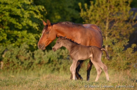 Horses with foal