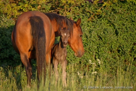 Horses with foal