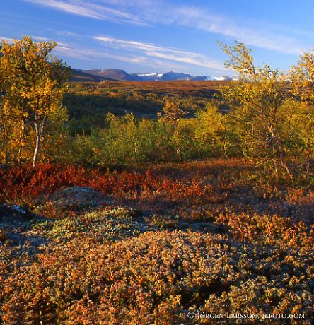 Storulvan Jamtland Sweden