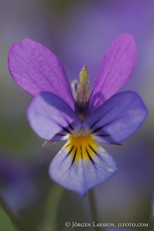 Springflowers