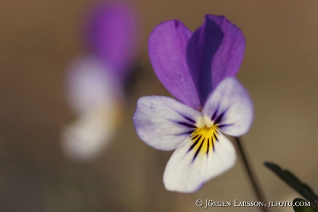 Viola tricolor