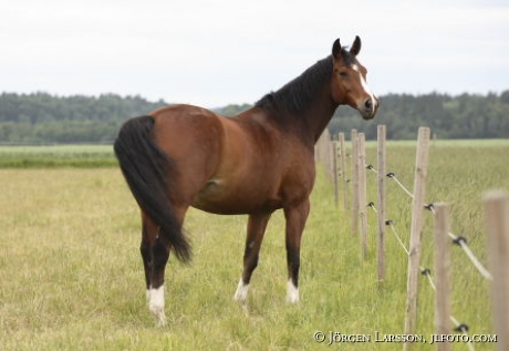 Swedish warmblod