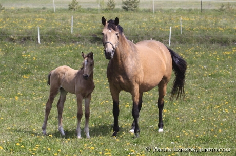 Swedish warmblood Mare with foal