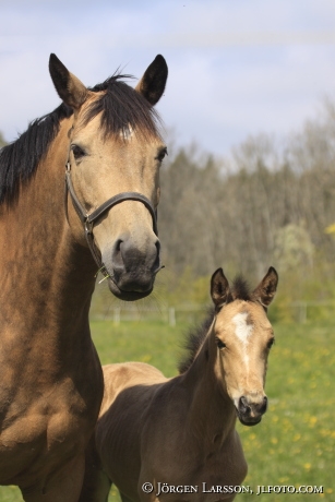 Swedish warmblood Mare with foal