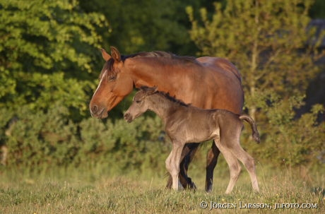 Swedish warmblod  foal mare