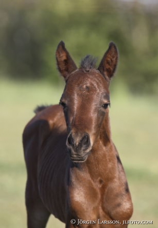 Swedish warmblod  foal