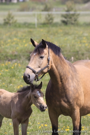 Swedish warmblood Mare with foal