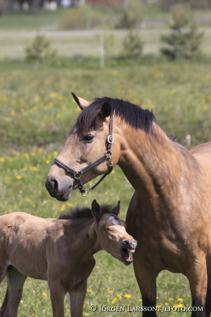 Swedish warmblood Mare with foal