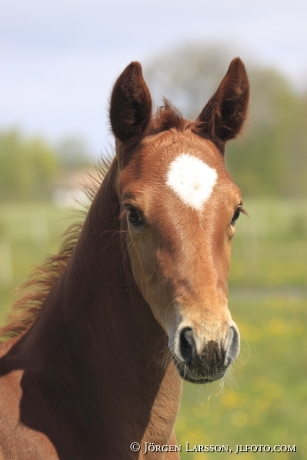 Swedish warmblood foal