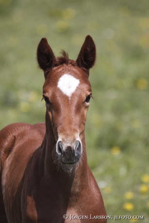 Swedish warmblood foal