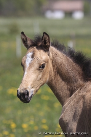 Swedish warmblood foal