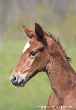 Swedish warmblood foal