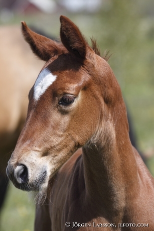 Swedish warmblood foal