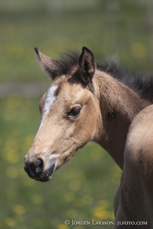 Swedish warmblood foal