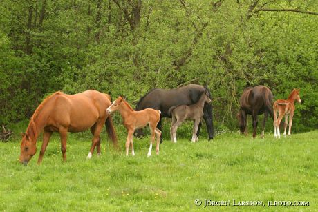 Swedish warmblood