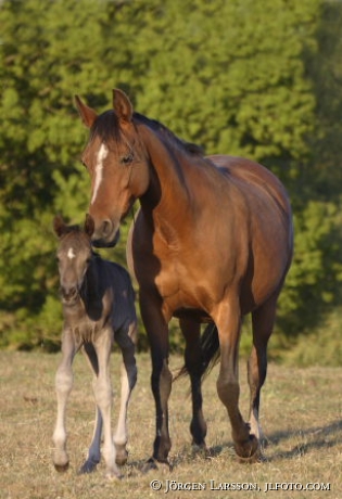 Swedish warmblod  