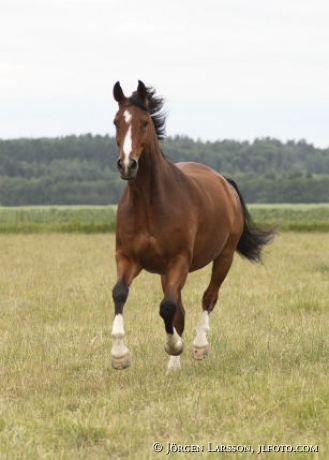 Swedish warmblod