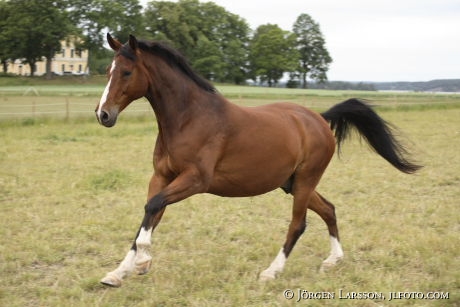 Swedish warmblod