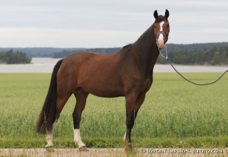 Swedish warmblod