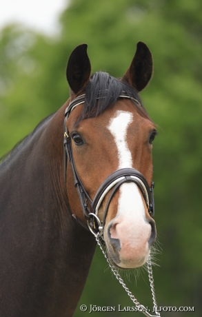 Swedish warmblod