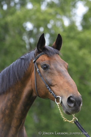 Swedish warmblod