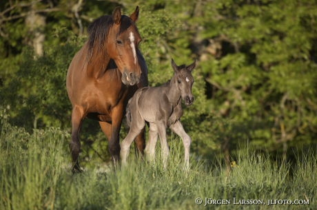 Swedish warmblod  