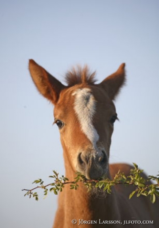 Swedish warmblod  