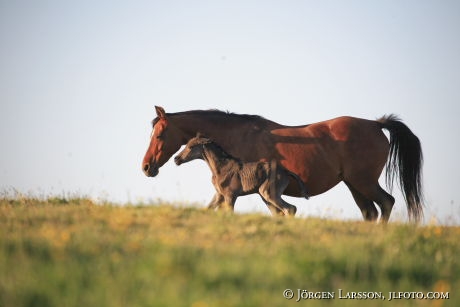 Swedish warmblod  foal  mare