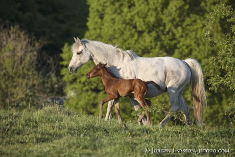 Swedish warmblod  foal  mare