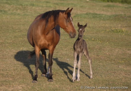 Swedish warmblod  foal  mare