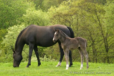 Swedish warmblood