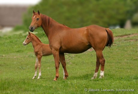 Swedish warmblood