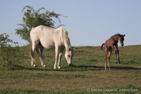 Swedish warmblod  