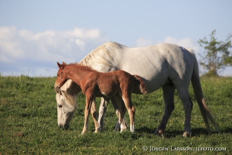 Swedish warmblod  