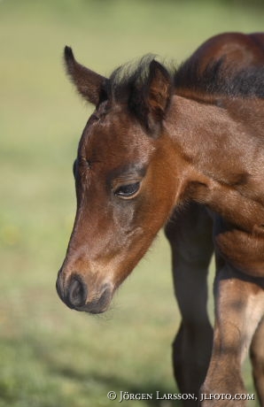 Swedish warmblod  foal