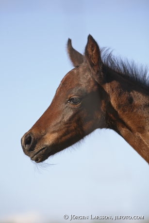 Swedish warmblod  foal 